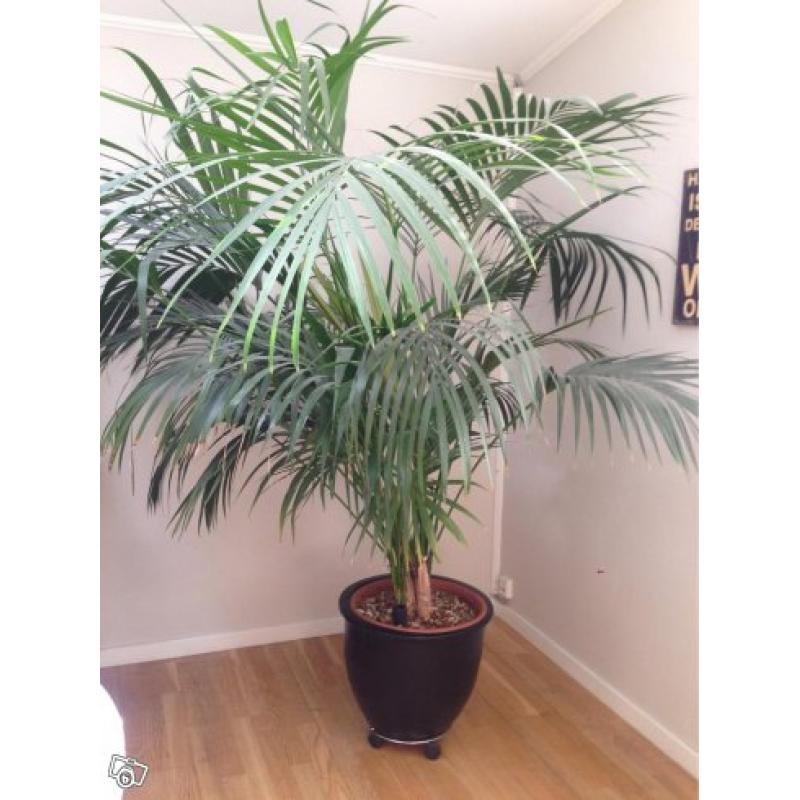 Palm (ca 2 m hög)