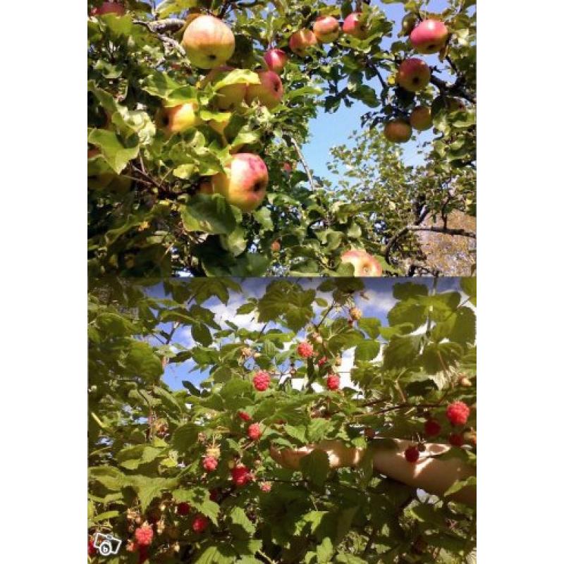 Ekologiska äpplen och hallon från Dalarna